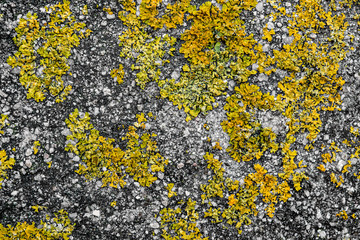 Wall with moisture and fungi