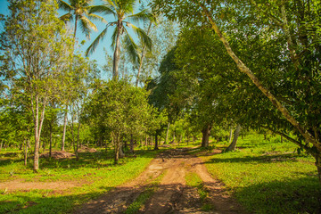 Forest in zanzibar