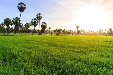Rice field with palm tree background in morning, Phetchaburi Thailand.