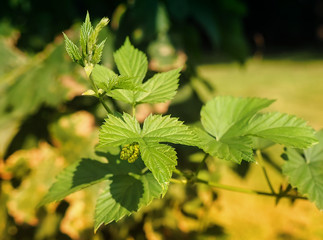 Hopfen - Detailaufnahme
