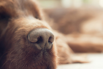 Nose of a lazy resting beautiful dog