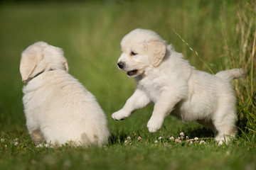 Young golden retriever puppies playing outdoors