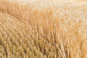 Ears of ripe barley. Harvest season