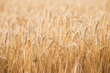 Golden ears of wheat on the field