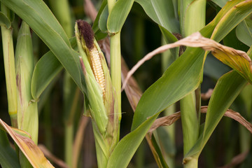 Corn cob on a field in summer