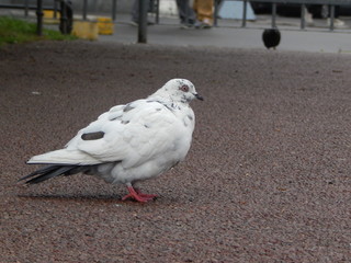 Белый голубь в городе
