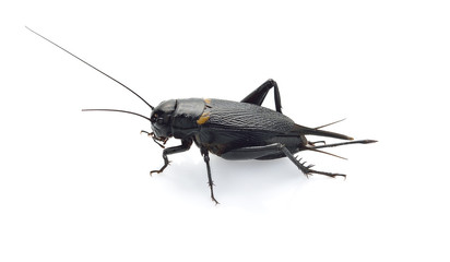 Gryllus bimaculatus isolated on white background