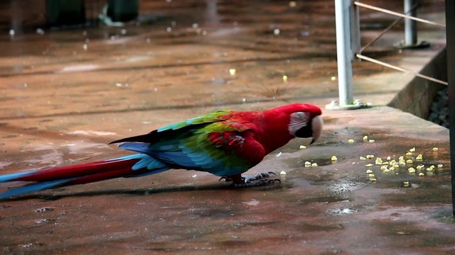 Guacamayo rojo en la reserva de Cataratas del Iguaz&uacute;. Argentina.
Guacamayo rojo, dos tomas diferentes en un archivo de v&iacute;deo
