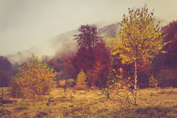 Fototapeta na wymiar Landscape of mountain autumn with colorful and mist forest. 