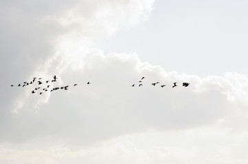 Wildgänse unter hellen Wolken / Ein Schwarm Wildgänse  
