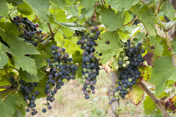 Weintrauben