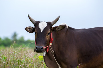 Brown cow in a meadow.
