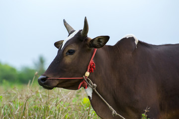 Brown cow in a meadow.