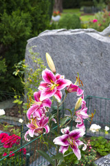Fototapeta na wymiar Lilien auf dem Grab