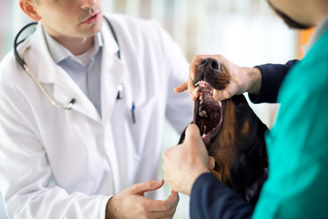 Veterinarian checking teeth of great Dane dog - obrazy, fototapety, plakaty