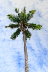 Coconut tree under blue sky and cloud