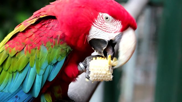 Guacamayo rojo en la reserva de Cataratas del Iguazu. Argentina.
Guacamayo rojo, dos tomas de video diferentes en un archivo de v&iacute;deo