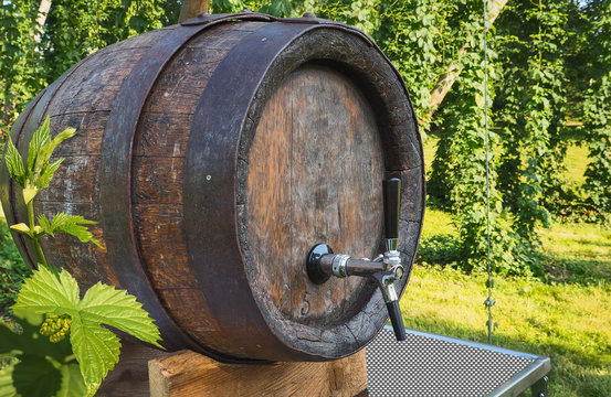 Bierfass in einer Hopfenplantage