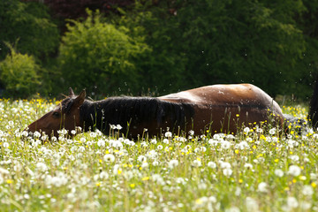 Pferd liegt in Blumenwiese