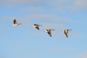 Greylag Geese in flight