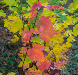 Maple leaves with a vibrant mix of yellow, orange, pink, purple. 