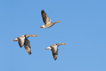 Obraz premium Greylag Geese in flight