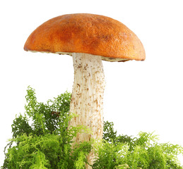 Mushroom orange-cap boletus in moss on a white background isolated