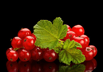 Red currant on black background