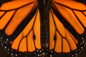 Naklejka premium Monarch Butterfly