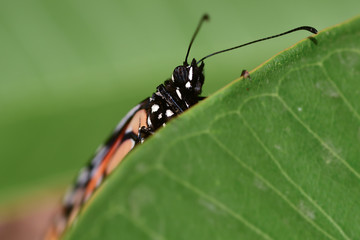 Monarch Butterfly