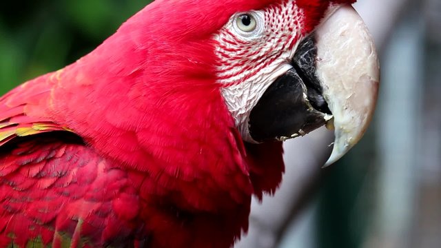 Guacamayo rojo en la reserva de Cataratas del Iguazu. Argentina.
Guacamayo rojo, dos tomas de video diferentes en un archivo de v&iacute;deo