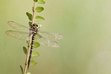 Libellula su ramo
