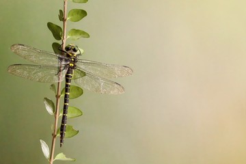 Libellula su ramo