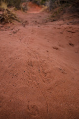 Fußspuren in rotem Sand / Tierspuren
