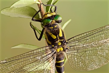 Libellula su ramo