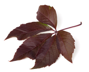 Autumn virginia creeper leaf (Parthenocissus quinquefolia foliag