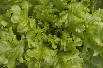 Fresh green lettuce background