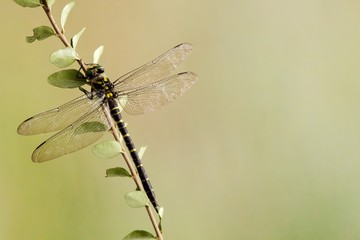 Libellula su ramo