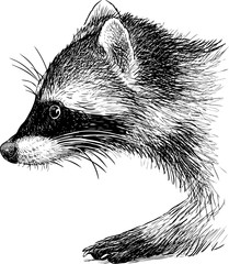 raccoon © makar