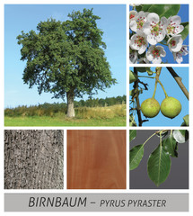 Birnbaum Pyrus pyraster