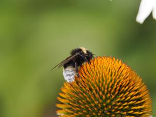 Hummel auf Echinacea (Sonnenhut) Blüte