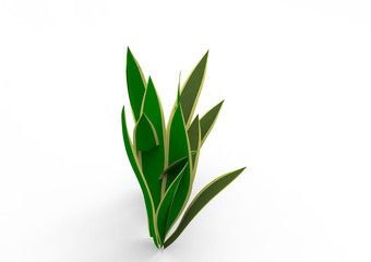 Houseplant - Variegated Snake Plant a potted plant on a white background