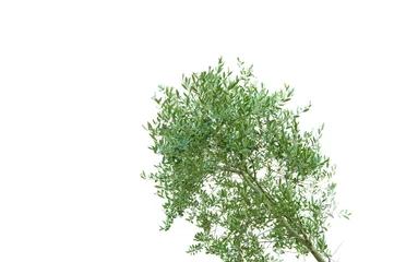 Photo sur Aluminium Olivier Olive tree with olives on white