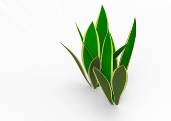 Houseplant - Variegated Snake Plant a potted plant on a white background