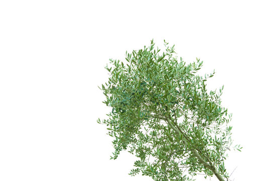 Olive tree with olives on white