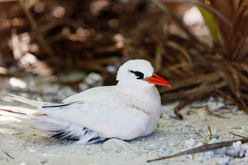 Red-tailed tropicbird