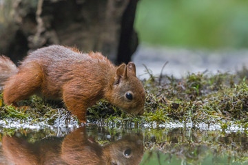 Eichhörnchen auf Nahrungssuche