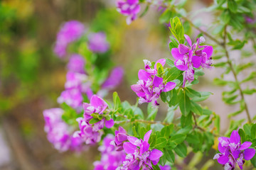 Floral background branch purple flowers with green leaves