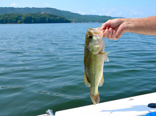 Fishing for large mouth bass