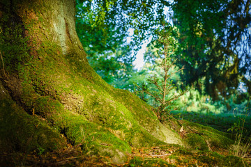 Fototapete bei efototapeten.de bestellen   